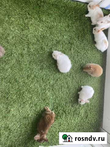 Карликовые кролики миноры Казань - изображение 1