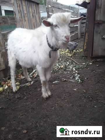 Козел Зааненский комолый. Вязка. Продажа Тверь - изображение 1