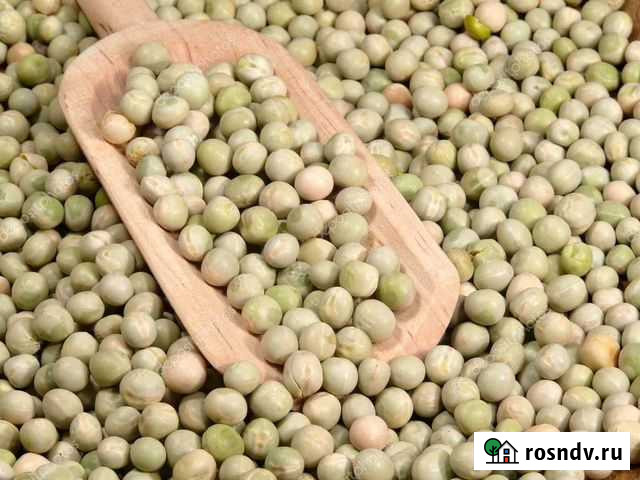 Семена гороха для микрозелени Санкт-Петербург - изображение 1