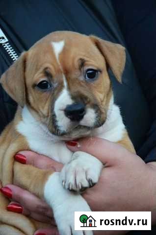 Девочка-конфетка) Краснодар - изображение 1