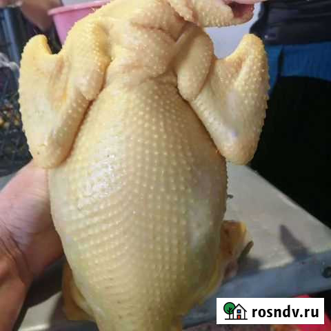 Куры. Утки Моздок - изображение 1