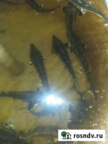 Рыба царских пород в пруд или на еду Иваново - изображение 1