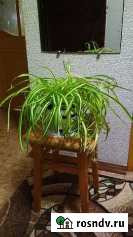 Хлорофитум Курск - изображение 1