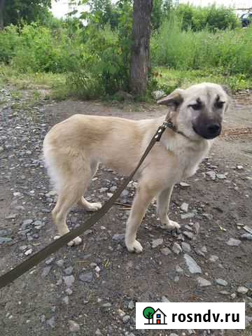 Собака Зеленодольск - изображение 1