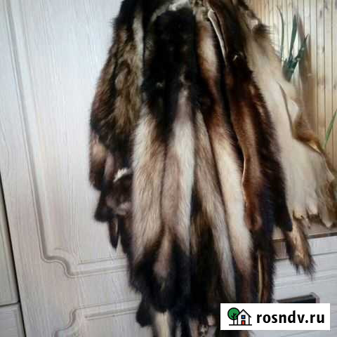 Шкурки хорь лесного Уваровка - изображение 1