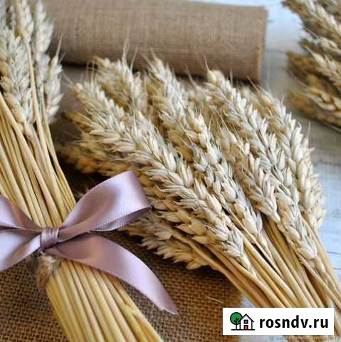 Колоски пшеницы Коммунарка - изображение 1