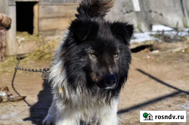 Стёпа 2.5года Псков - изображение 1