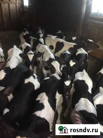 Телята бычки Лабинск - изображение 1