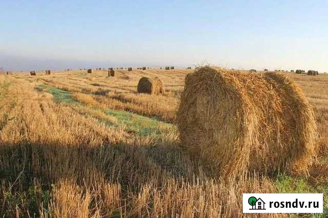 Сено, солома Полысаево - изображение 1