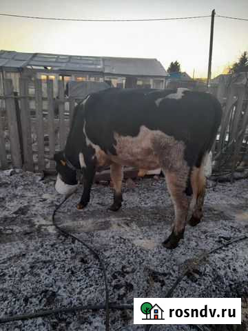 Быки Лузино - изображение 1