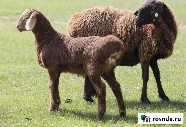 Ярки, овцы, бараны эдильбаевские Егорьевск - изображение 1