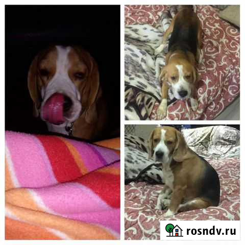 Дамы я жду вас Новороссийск - изображение 1