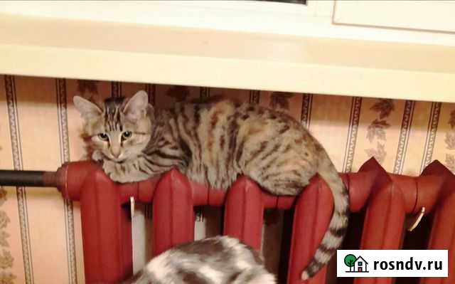 Девочка 3 месяца Салават - изображение 1