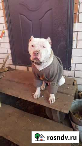 Питбуль вязка Тамбов - изображение 1
