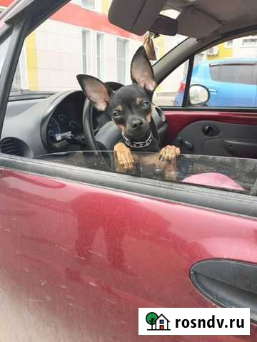 Вязка той-терьер мини Уфа - изображение 1