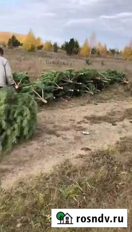 Сосна Омск - изображение 1