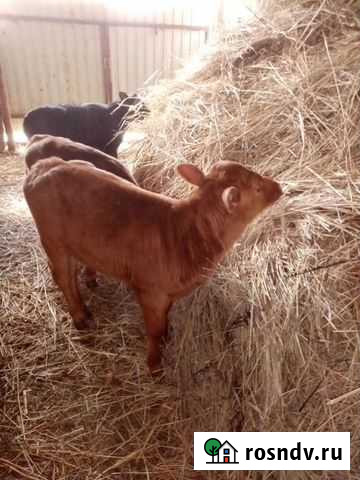 Телята Семикаракорск - изображение 1