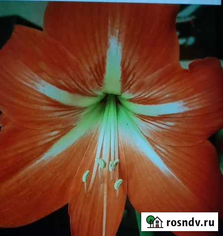 Амариллис красный Екатеринбург - изображение 1