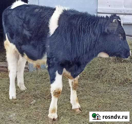 Продается бычок Шаран - изображение 1