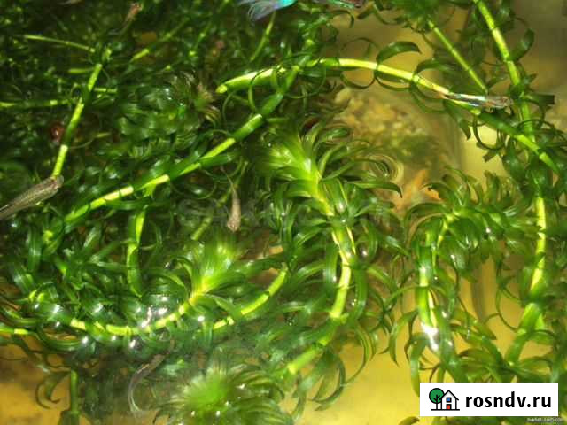 Аквариумное растение(водоросли) Чебоксары - изображение 1