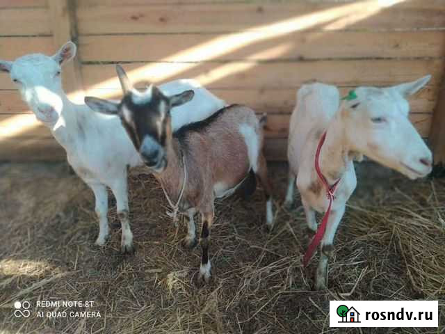 Высоко-удойные красивые козочки Горбатов - изображение 1