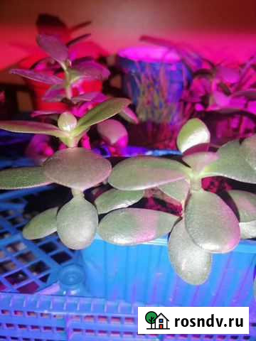 Толстянка (денежное дерево) Самара - изображение 1