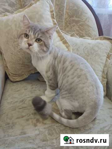 Стрижка кошек с выездом на дом Магнитогорск - изображение 1