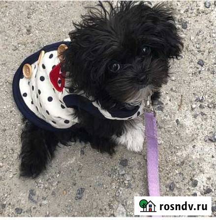 Черненький кукленыш Мальтипу Москва - изображение 1