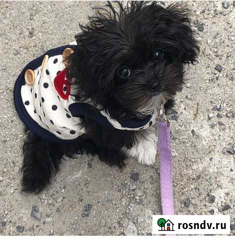 Черненький кукленыш Мальтипу Москва - изображение 1