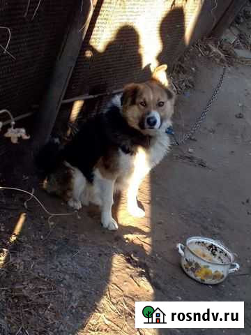 Собака в добрые руки Саратов - изображение 1