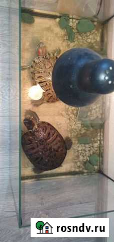 Красноухие черепахи Санкт-Петербург - изображение 1