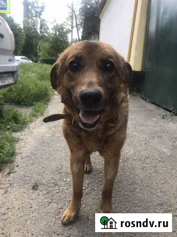 Пес в добрые руки Ростов-на-Дону - изображение 1