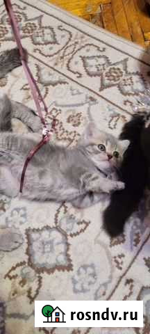 Британские котята Королев - изображение 1