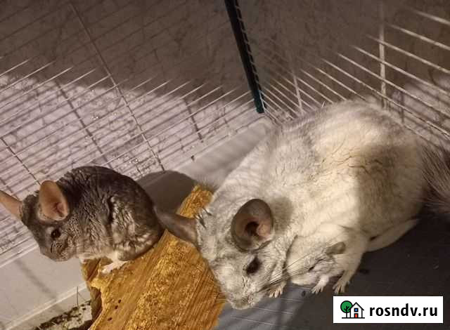 Шиншилла Шипуново - изображение 1