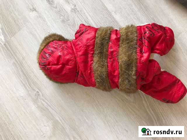 Костюм для кошки, собаки мелких пород Новоалтайск - изображение 1
