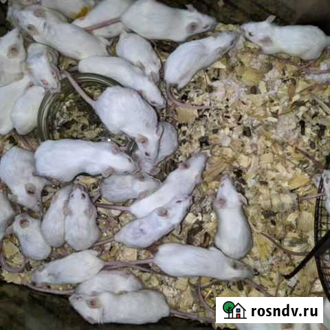 Кормовые мыши Уфа - изображение 1