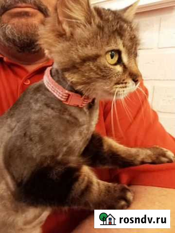 Необыкновенная Кошечка Манечка Евпатория - изображение 1