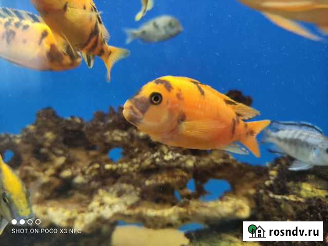 Малавийские цихлиды Калуга - изображение 1