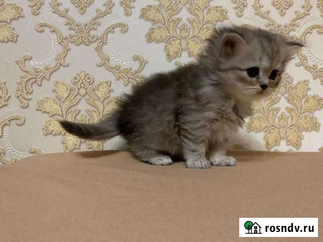 Шотландская девочка Хайленд Страйт Старая - изображение 1