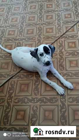 Далматинец щенок Лысьва - изображение 1