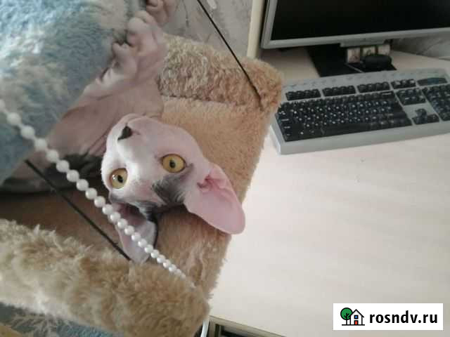 Канадский сфинкс вязка Новосибирск - изображение 1