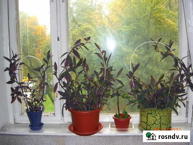 Сеткреазия, эпипремнум, диффенбахия Москва - изображение 1