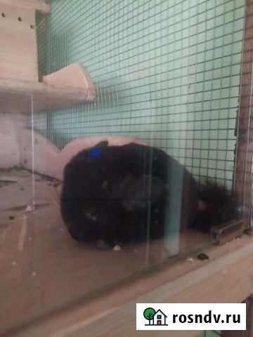 Шиншилла мальчик Алапаевск - изображение 1