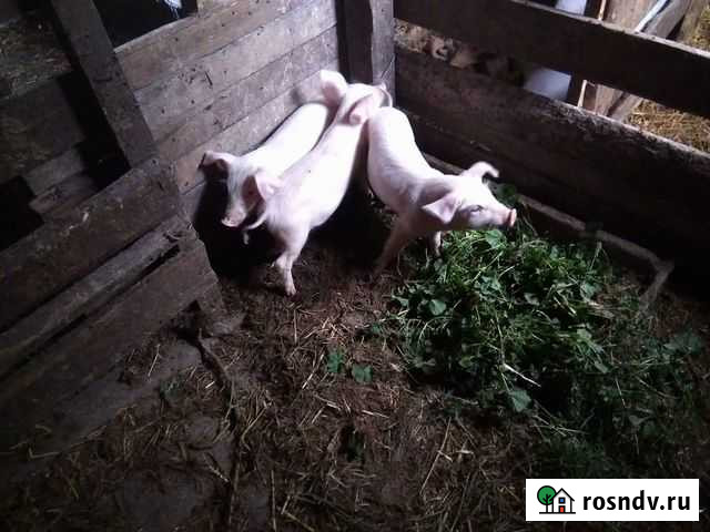 Поросята Грязи - изображение 1