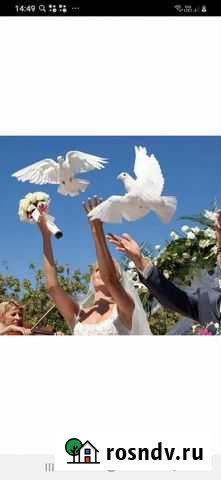 Аренда голубей на свадьбу Кумертау - изображение 1