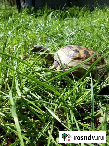 Черепаха сухопутная Ленинск-Кузнецкий - изображение 1