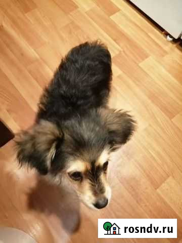 Маленькая собака Йорк в добрые руки Краснодар - изображение 1