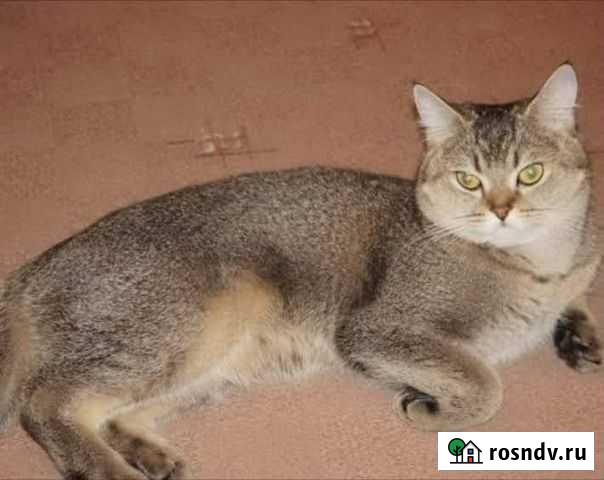 Кот на вязку Брянск - изображение 1