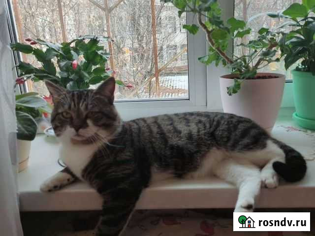 Кошки Раменское - изображение 1