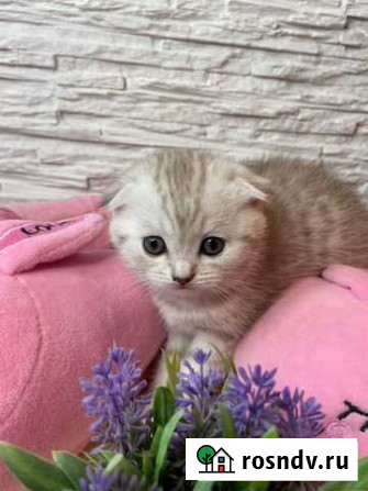 Шотландские вислоухие котята Подольск - изображение 1